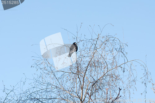 Image of bird crow on tree on background winter sky 