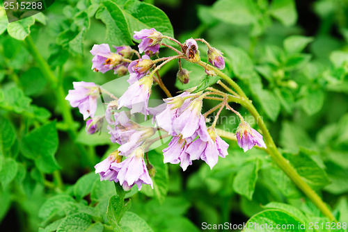 Image of pink potato flower on a green background