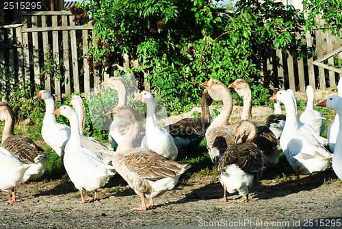 Image of Flock of white and brown geese front of  the paling  