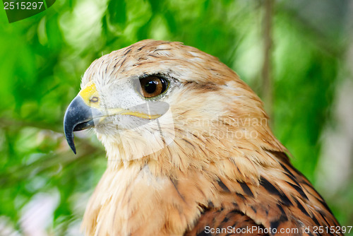 Image of Close-up of a long-legged buzzard (Buteo rufinus). . 