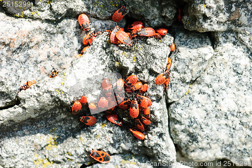 Image of Pyrrhocoris apterus, is a common insect of the family Pyrrhocoridae. The firebug,