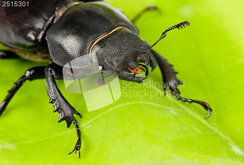 Image of Female Lucanus cervus (stag beetle) i on the green  leaf