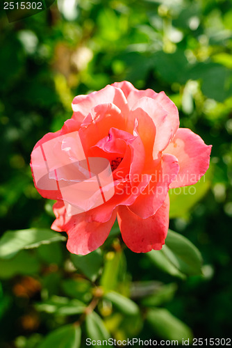 Image of One red  rose  on  the  green background