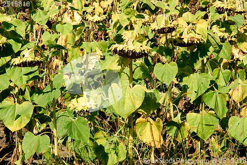 Image of Sunflower Field 