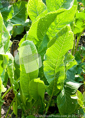 Image of green leaves of horseradish plant 