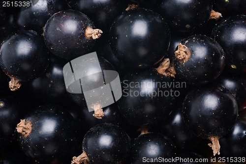 Image of  black currant as fine food Textured background