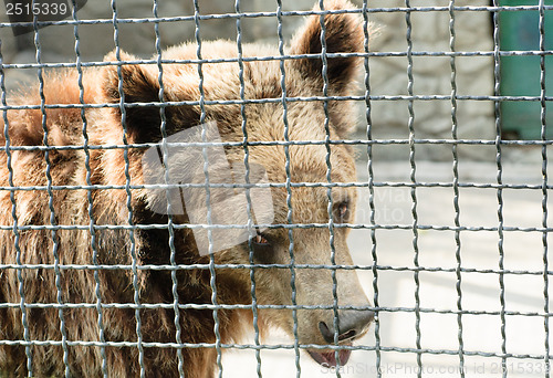 Image of One  bea rin metal cage, close-up