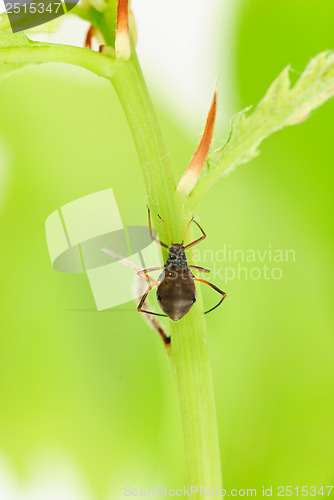 Image of female aphids on green oak branch