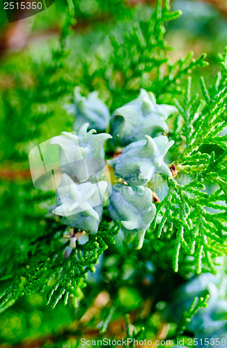 Image of Fruits of thuja  in close view 