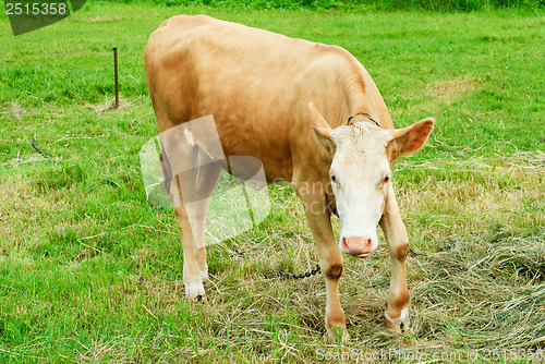 Image of young brown bull in a pasture