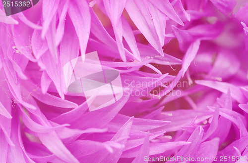 Image of Pink  flower. Nature background