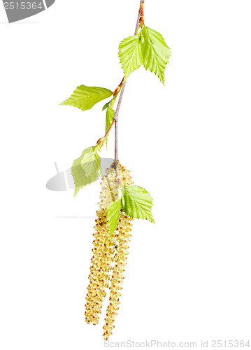 Image of spring twig birch with green leaves and catkins on a white background 