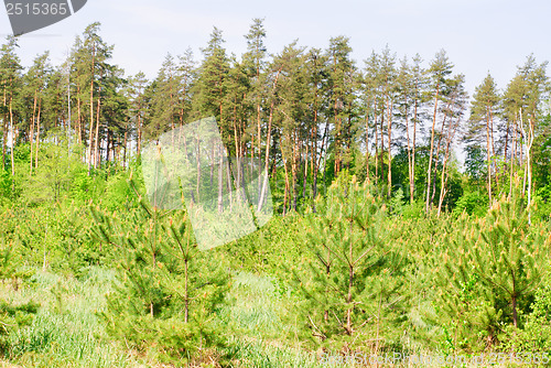 Image of Pine forest.large and small trees, Ukraine. 