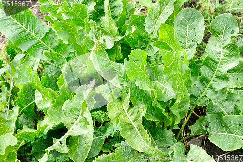 Image of Green leaves of horseradish plant  background