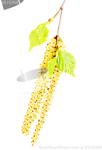 Image of spring twig birch with green leaves and catkins on a white background 