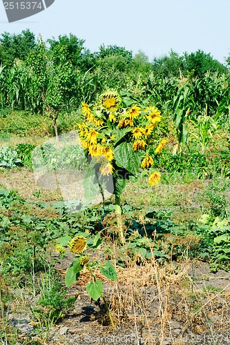 Image of many-headed sunflowers in the garden