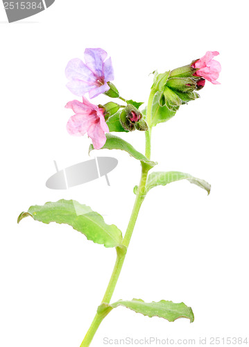 Image of Lungwort medicinal (Pulmonaria officinalis)  isolated  on white