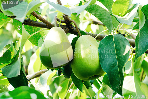Image of two pears with leafs on the branch
