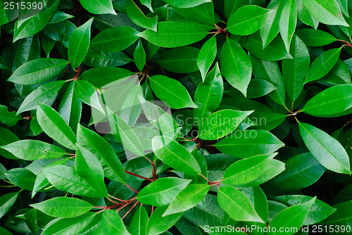 Image of Close-up of  green leaves  plant (Photinia x fraseri "Red Robin") 