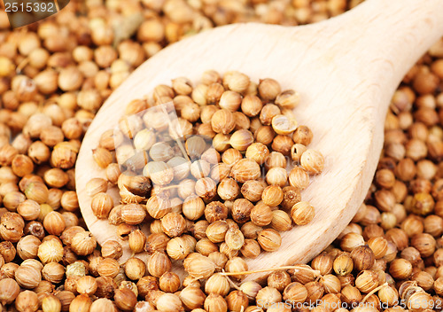 Image of Aromatic coriander seeds and wood  spoon as food background 