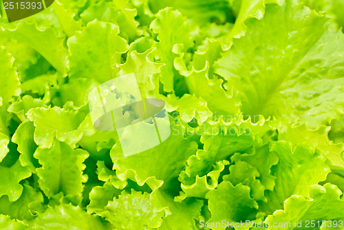 Image of lettuce growing in the soil 