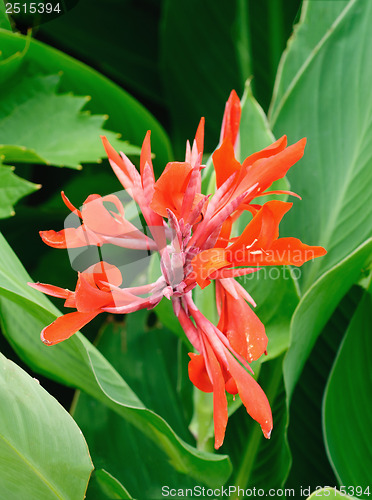 Image of Brightly colored scarlet canna lily flowers  by  foliage background