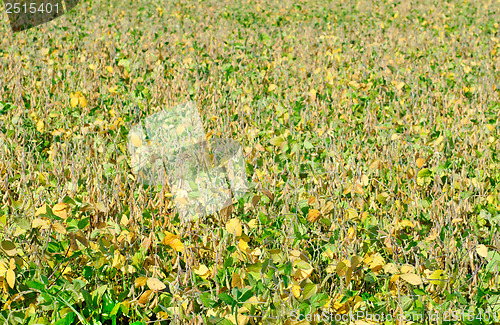 Image of field soybeans in autumn .