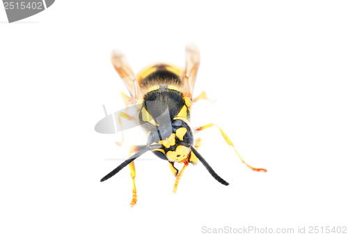 Image of wasp isolated on white 