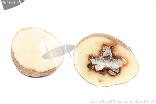 Image of Potatoes infected with fungal disease