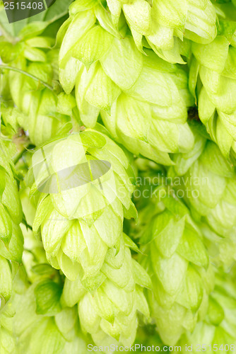 Image of hop  close-up nature   background 