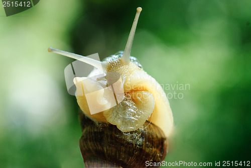 Image of macro brown snail on a green background