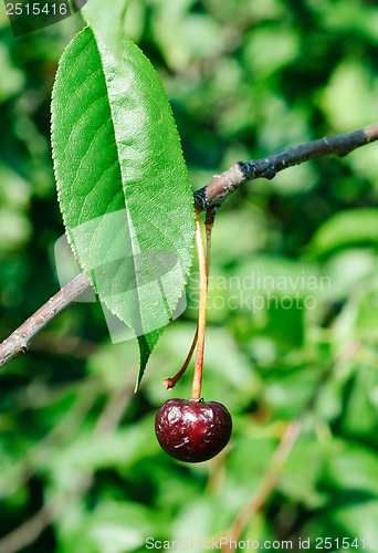 Image of spoiled cherri on the branch