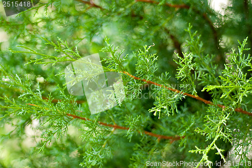 Image of Branch of a thuja close up 