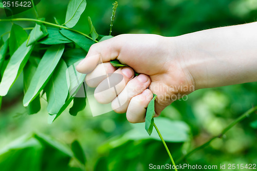 Image of Hand plucks the plant. Concept of environmental destruction