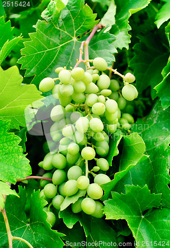 Image of grapes  on green leaves  background 