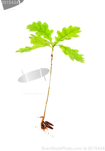 Image of oak from roots on white background 