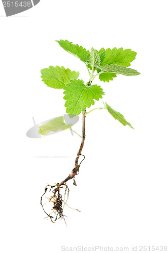 Image of Fresh green melissa with root isolated on white 