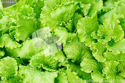 Image of fresh salad lettuce background 