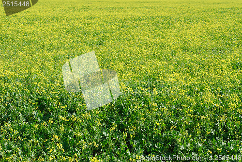 Image of flourishing field of yellow rape as a background