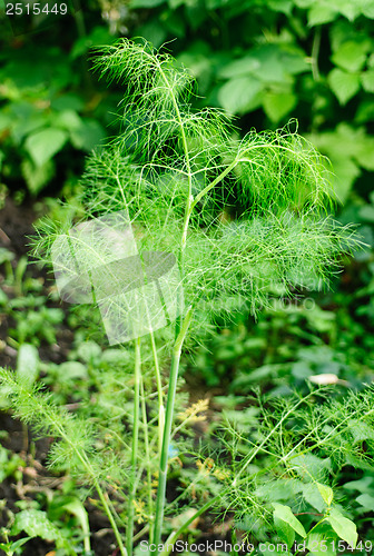Image of branch of fresh green fennel