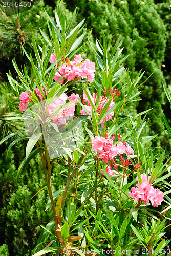 Image of pink flowers oleander background