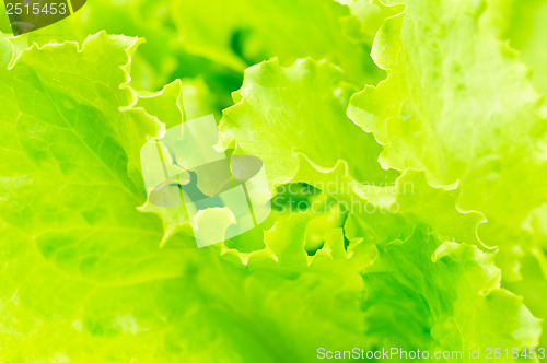 Image of lettuce growing in the soil 