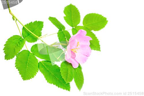 Image of Single branch of dog-rose with green leaf and pink flower. Isolated on white background.