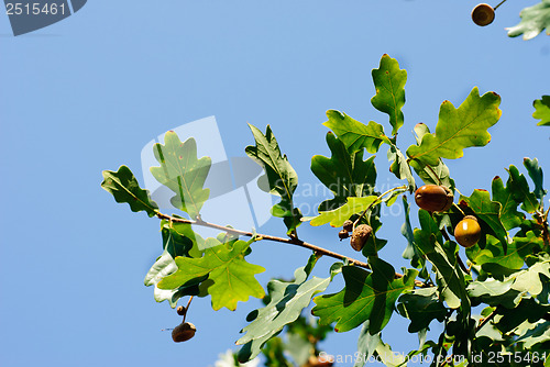 Image of Oak branch with acorns on a background of blue sky