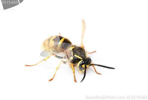 Image of wasp isolated on white background