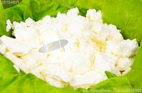 Image of fresh cottage cheese and lettuce  background