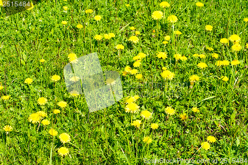 Image of green grass and dandelion  as  fine nature  bacground