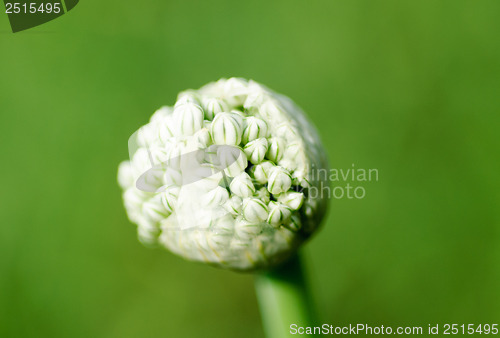 Image of Onion flowers macro on green.