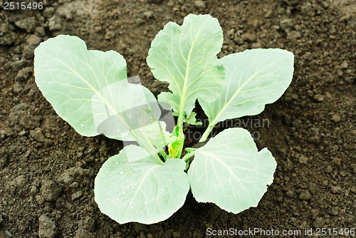 Image of cabbage sprout in the soil