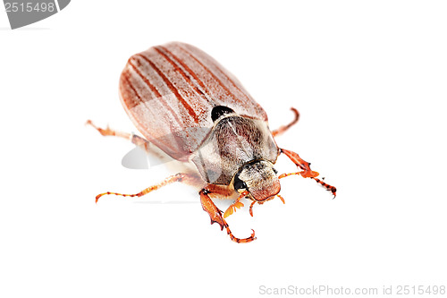 Image of May-bug  also cockchafe ,tree beetle, (Melontha Vulgaris) isolated on the white background 